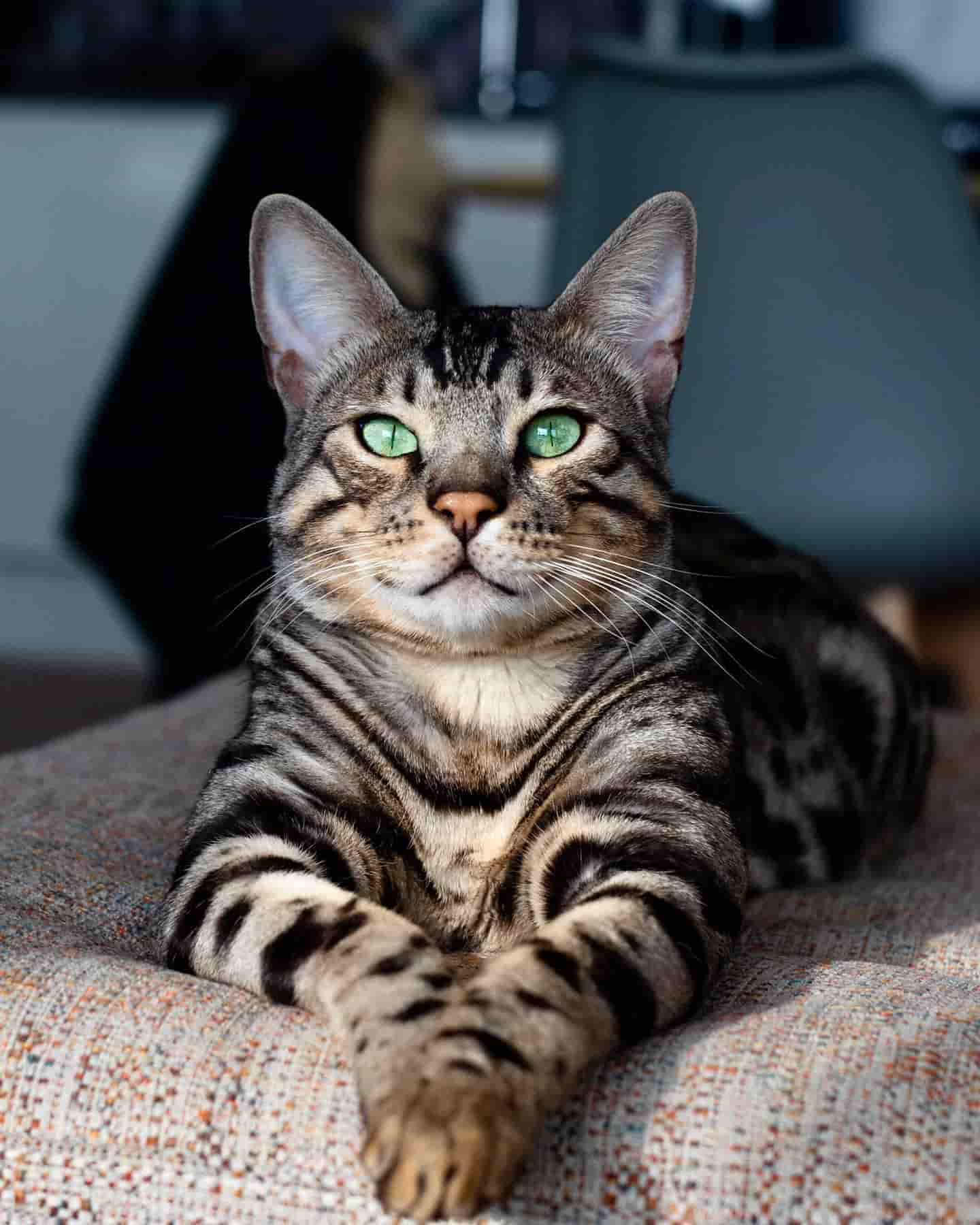 Cat resting on a couch