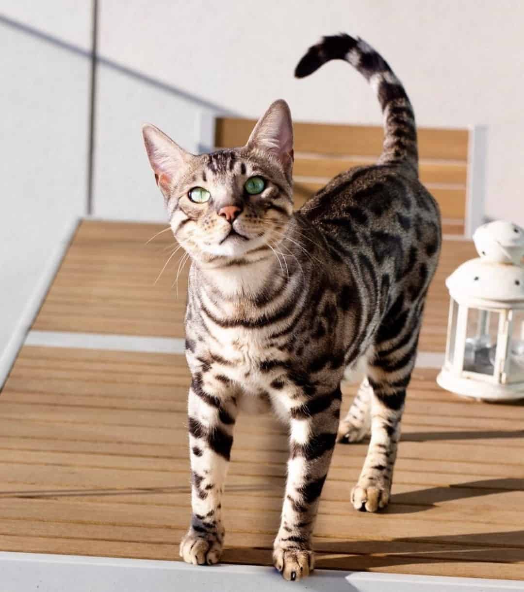 Cat exploring outside