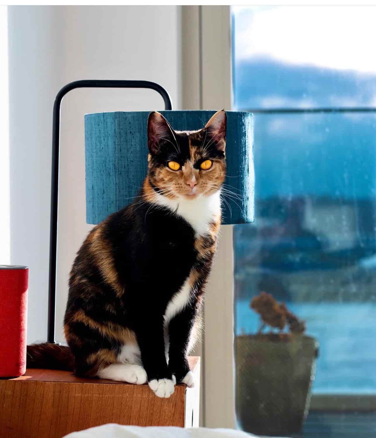 Chilli, Renato’s cat